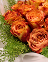 orange roses